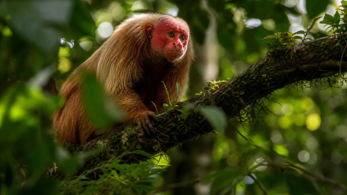 Animaux en U : découvrez la liste complète et fascinante