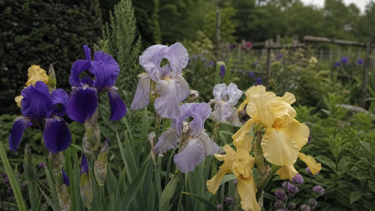 Fleurs qui commencent par la lettre I : liste et conseils