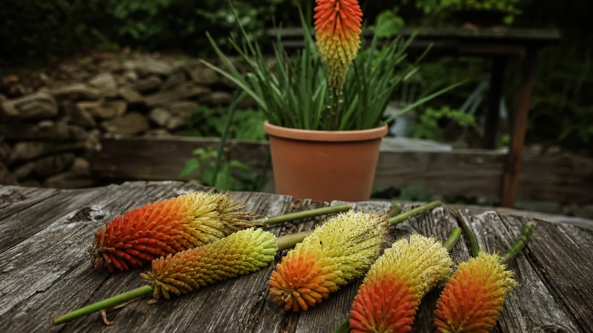 Fleurs qui commencent par la lettre K : liste et culture