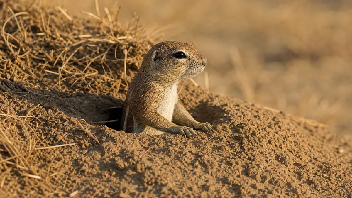 Animaux qui commencent par la lettre X : la liste complète