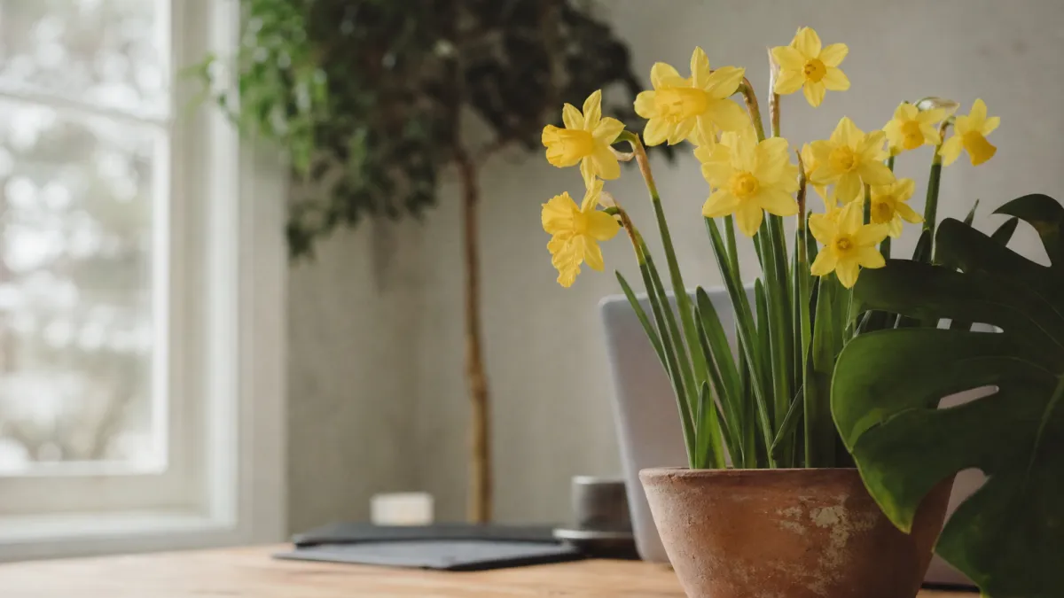 Fleurs qui commencent par la lettre N : liste et culture