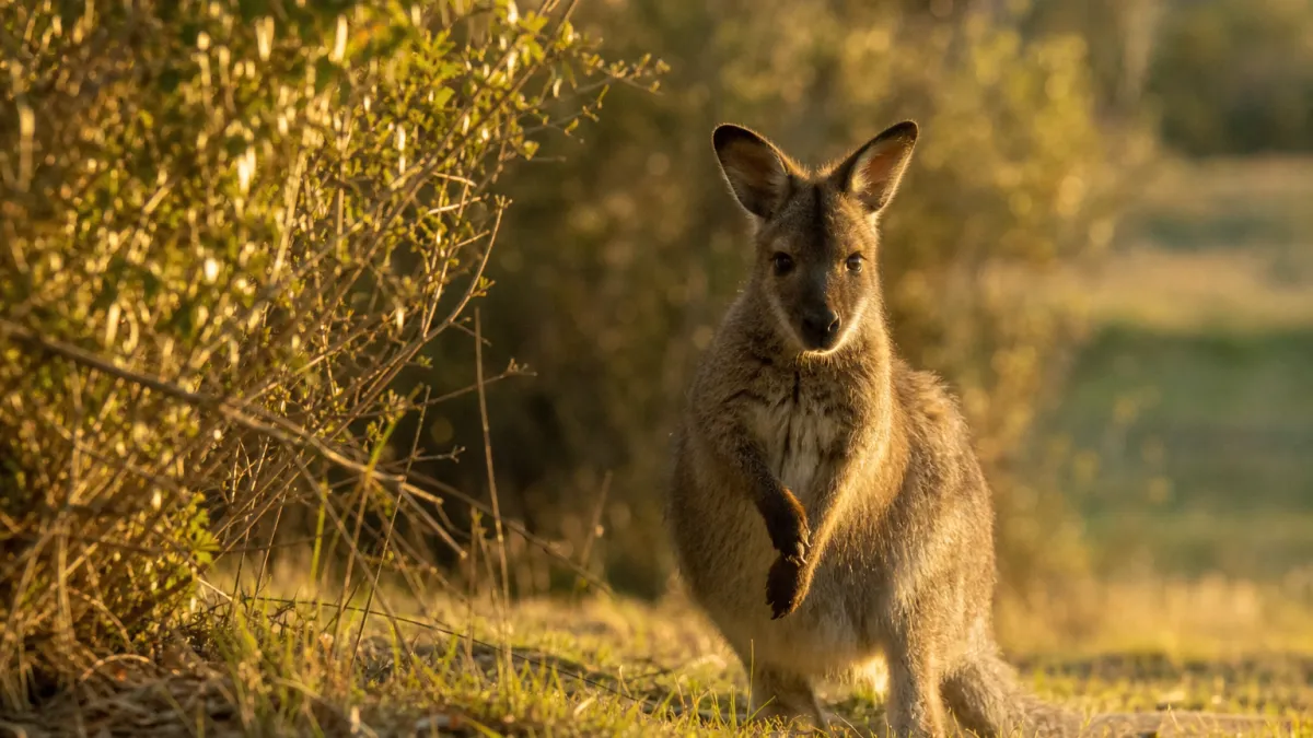 Animaux qui commencent par la lettre W : la liste complète