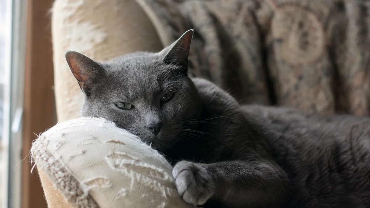 Chat qui pleure : causes, solutions et quand s'inquiéter
